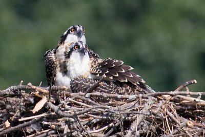 Osprey Siblings Nearly Fledged