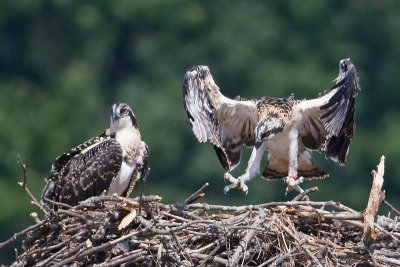 Osprey Chick Testing His Wings