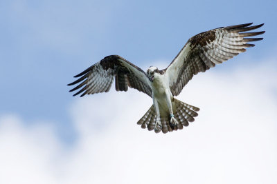 Osprey on Watch