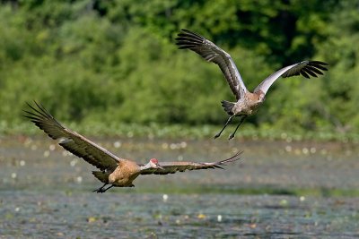 Incoming Cranes