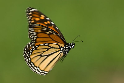 Monarch Flight