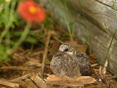 Baby Mourning Dove