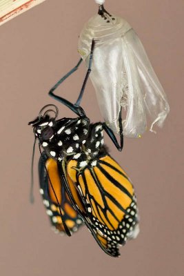 Monarch Butterfly Arrival
