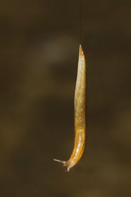 Hanging Slug