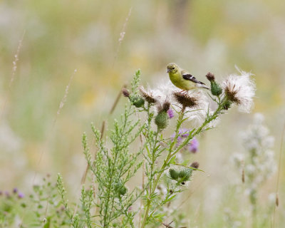 Finch and Thistle