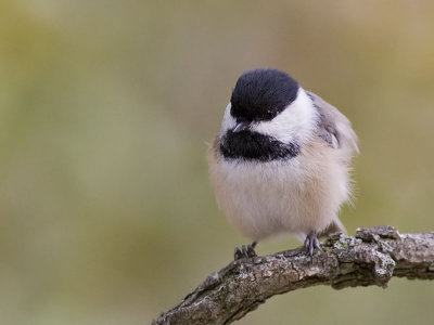 Black Capped Chickadee