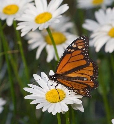 Monarch and Daisies