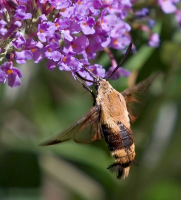 Snowberry Clearwing