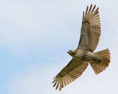 Soaring Red-Tail