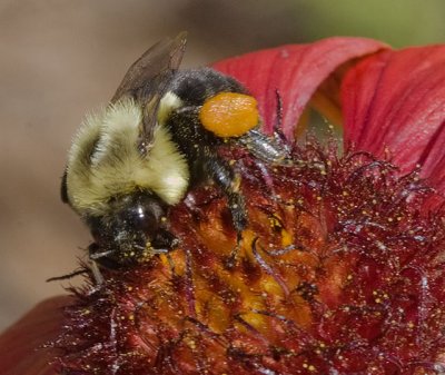 Bee With Pollen Sac