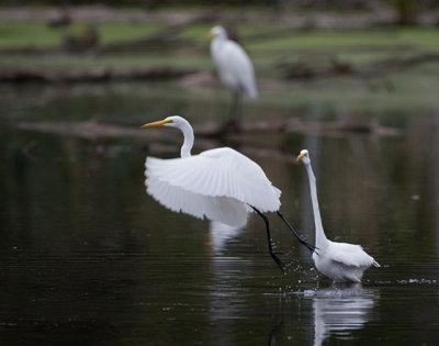Three Egrets Fishing