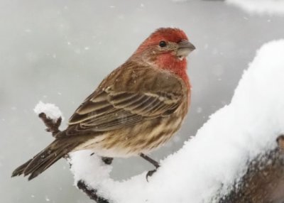 Snowy House Finch