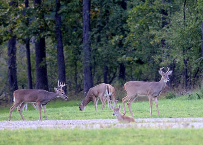 A Couple of Bucks