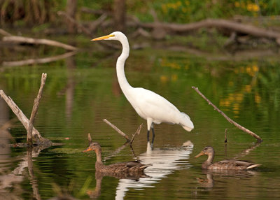 Great Egret and Friends