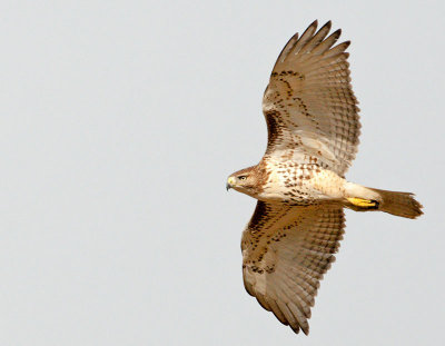 Red-Tail