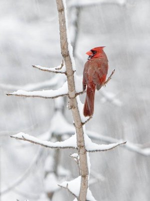 The Cardinal Rules