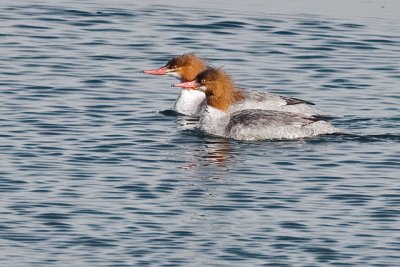 Common Mergansers