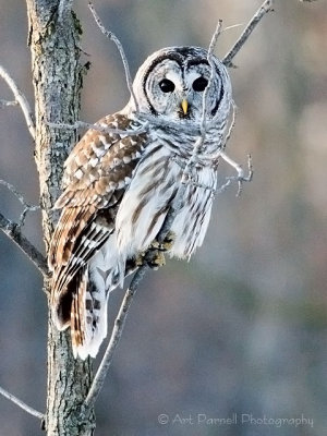 Posing Barred Owl