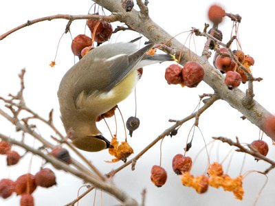 Cedar Waxwing 4