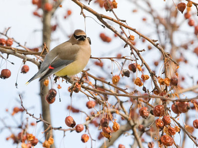 Cedar Waxwing 3