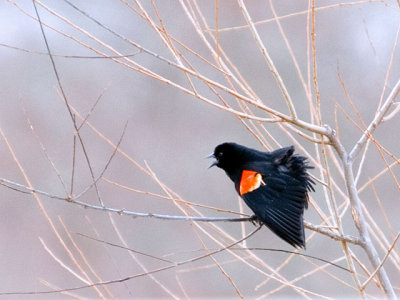 Red-Winged Blackbird