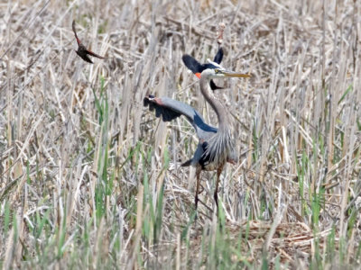 RW Blackbirds Harrassing Great Blue Heron