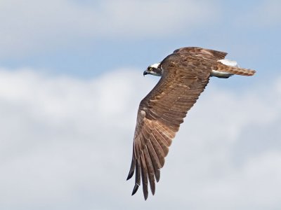 Osprey Fly By