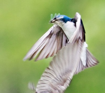 Tree Swallow and Lunch
