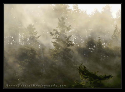 topaz_treesinfog01_2237.jpg