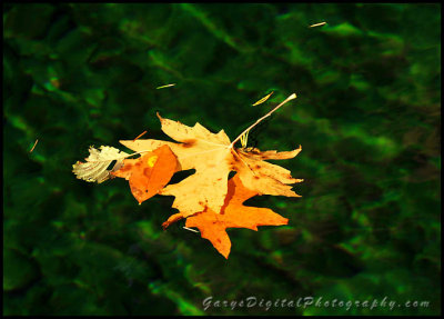 leaves01_2124.jpg