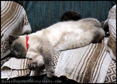 bob_sleeping01_6368.jpg