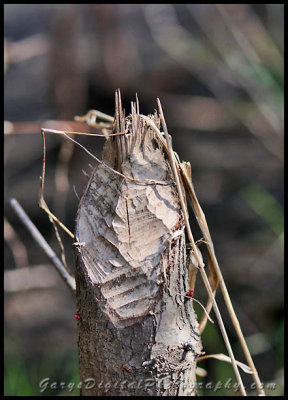 beaver_stump02t_8369.jpg