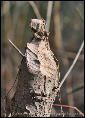 beaver_stump03t_8374.jpg