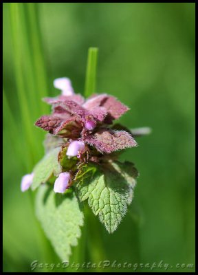 Wild Flower