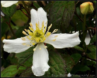 clematis02_9997.jpg