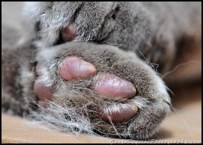 bobs_paw_print_9611.jpg