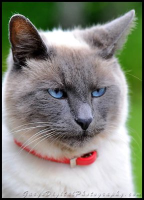 bob_eyes02_0127.jpg