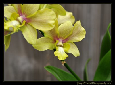 orchid01_1068.jpg