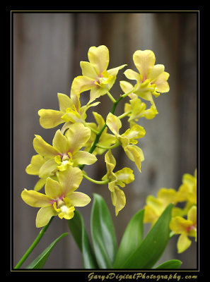 orchid02_1077.jpg