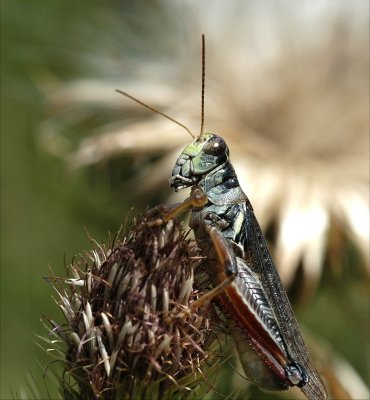 Grasshopper