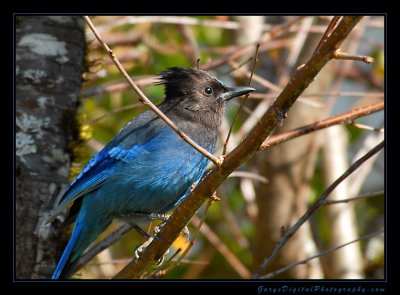 stellers_jay01_0221.jpg