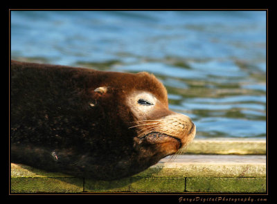 sea_lion01_3059.jpg