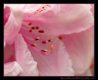 Rhododendron