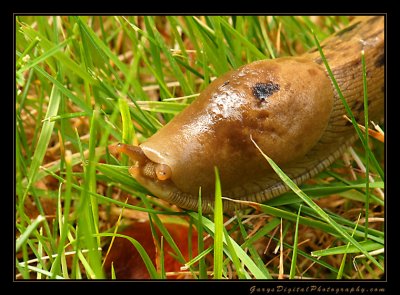 slug02_3732.jpg