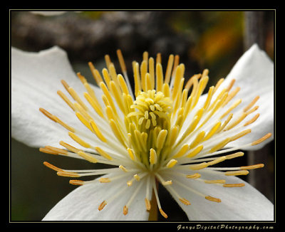 Clematis