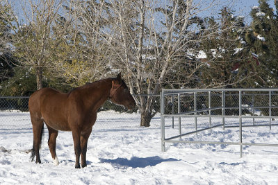 Horses in the Snow