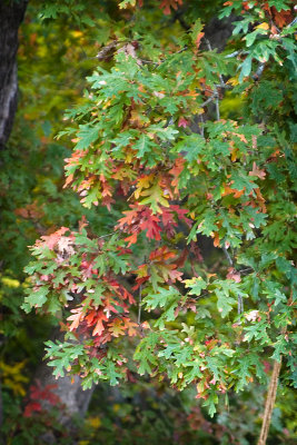 Mystic Fall Colors up Close