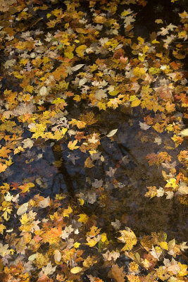 Leaves in the pond that won't need raking