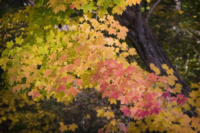 Autumn Color Transition
