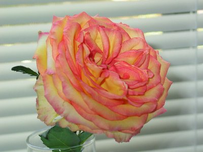 Dentist Office Rose